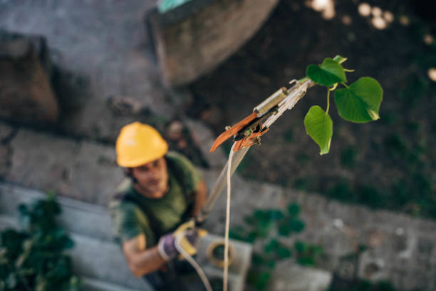 Best Tree Pruning Services  in USA